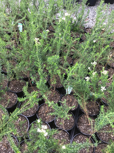 Ozothamnus Diosmifolius (Rice Flower)