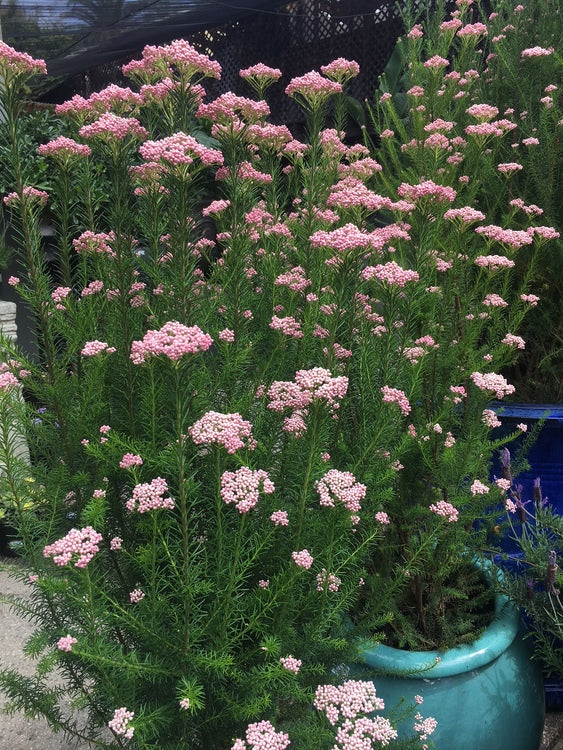 Ozothamnus diosmifolius ‘Pink’ (Pink Rice Flower)