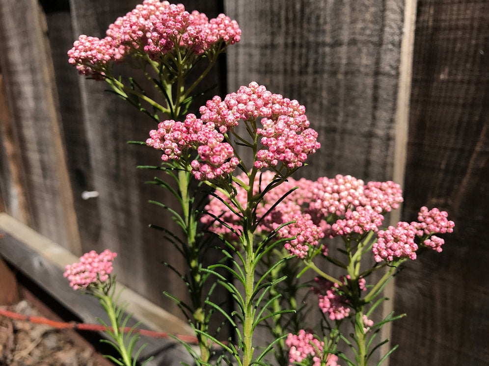 Ozothamnus diosmifolius ‘Pink’ (Pink Rice Flower)
