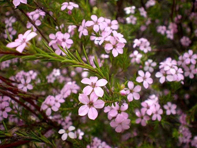 Coleonema Pulchellum ‘Dwarf Pink’ (Dwarf Pink Breath Of Heaven)