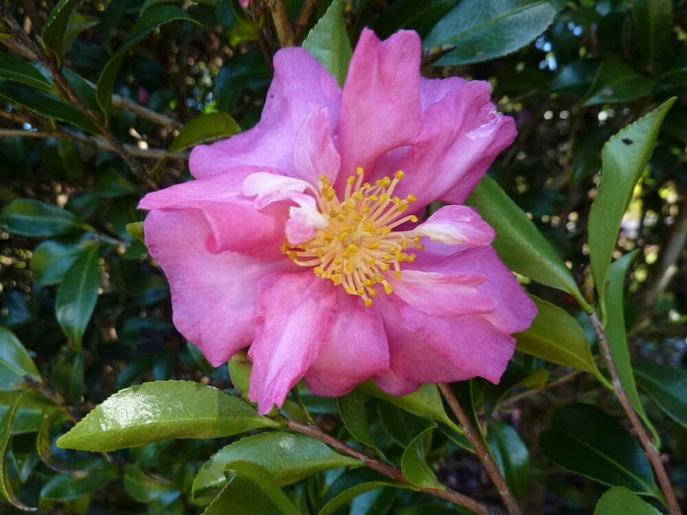 Camellia sasanqua ‘Cherilyn’ (Camellia)