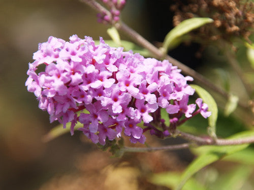 Buddleja davidii ‘Buzz Soft Pink’ (Butterfly Bush)