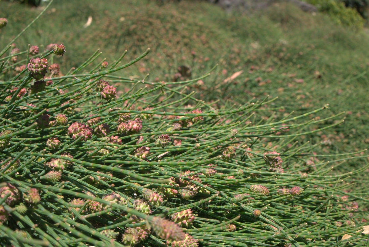 Casuarina glauca ‘Prostrate’ (Prostrate Swamp Oak)