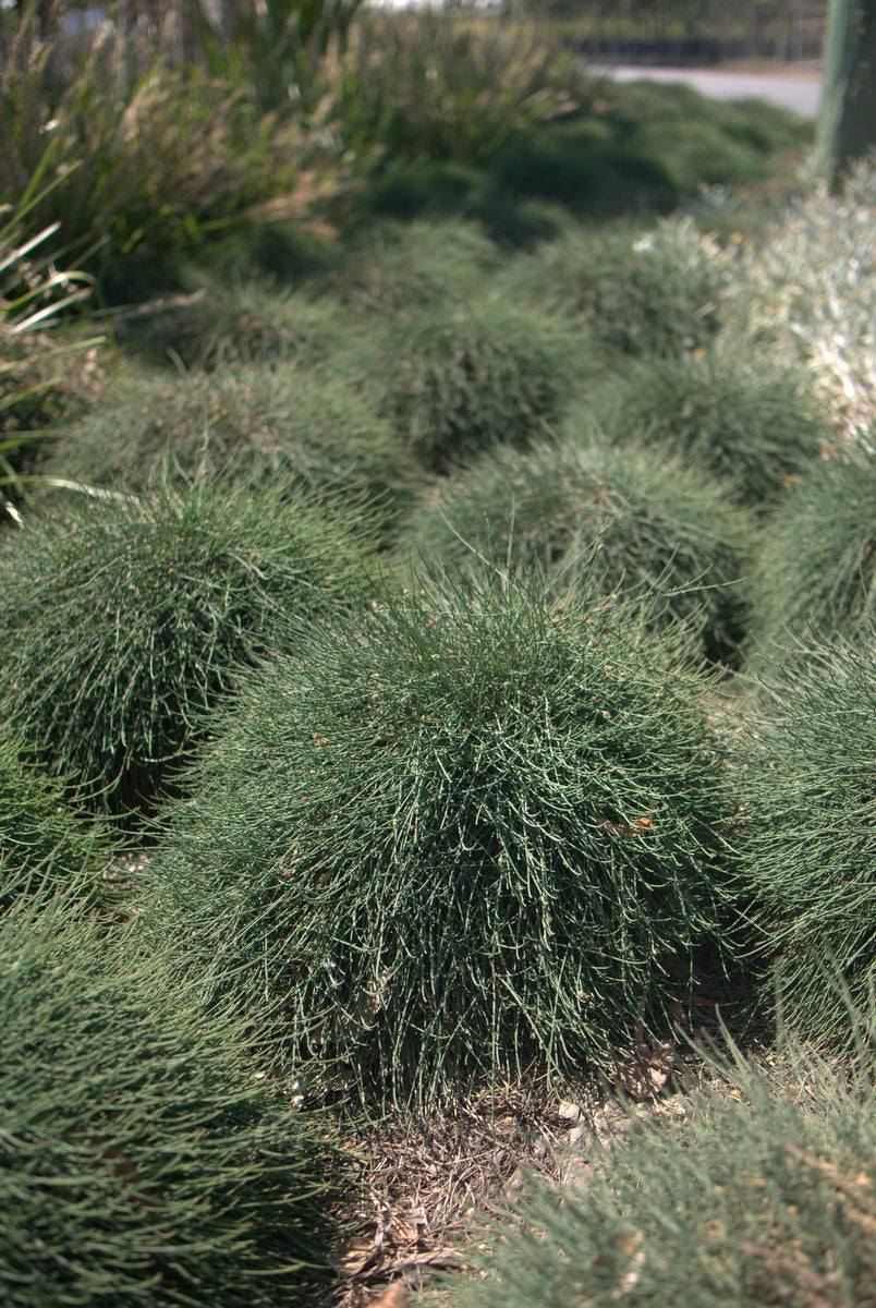 Casuarina glauca ‘Prostrate’ (Prostrate Swamp Oak)
