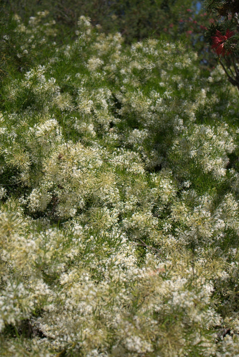 Grevillea curviloba