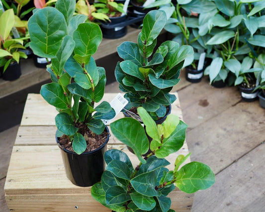 Ficus lyrata 'Bambino' (Bambino Fiddle Leaf Fig)