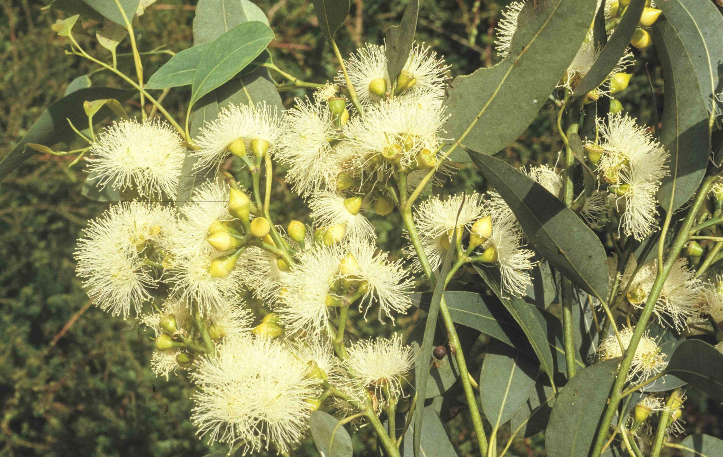 Eucalyptus Punctata (Grey Gum)