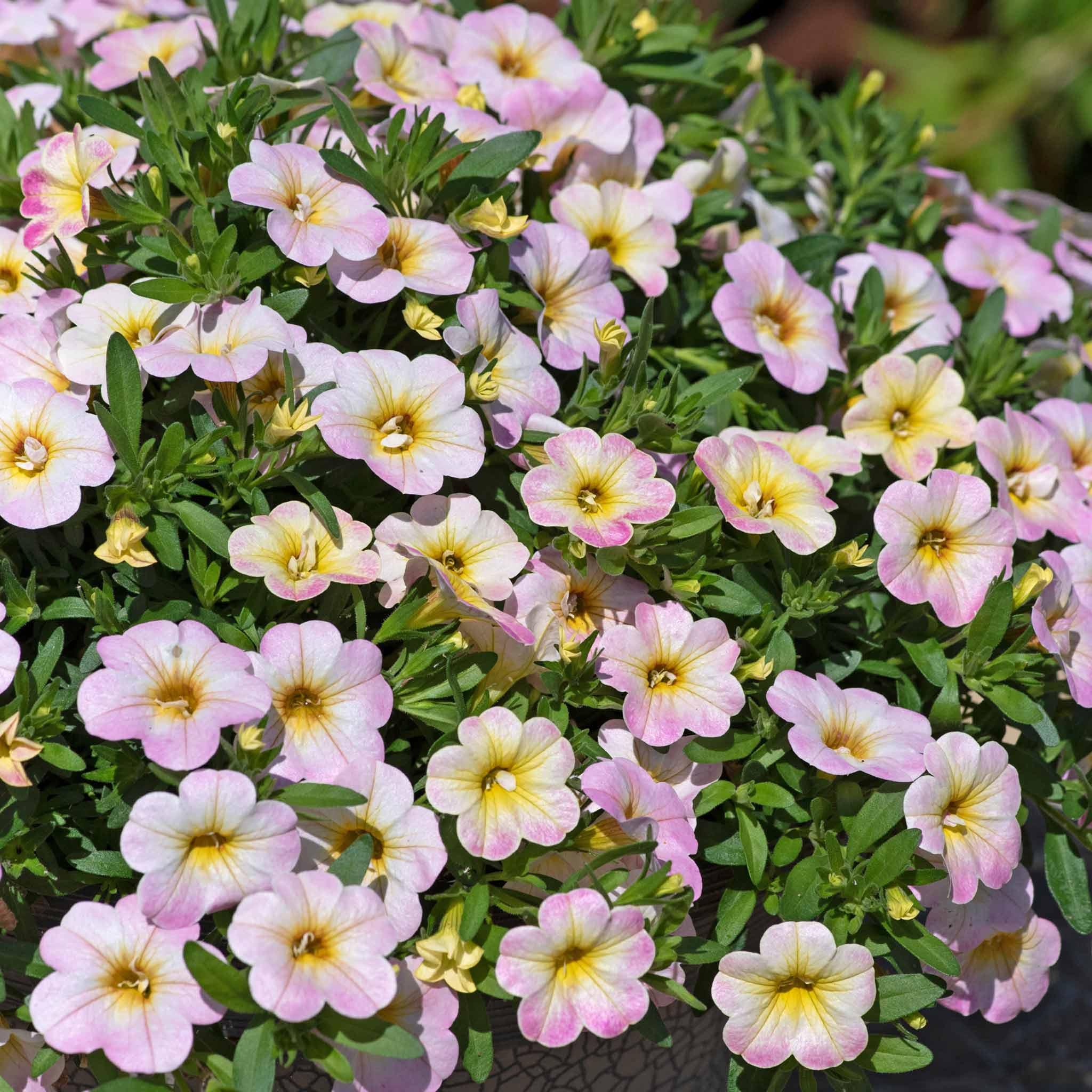 Calibrachoa MiniFamous 'Fancy Fancy' (Fancy Fancy Calibrachoa)