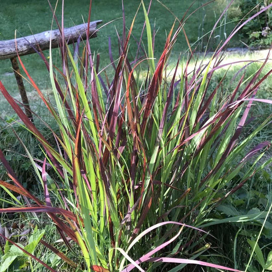 Panicum Virgatum Autumn Glory (Switchgrass Autumn Glory)
