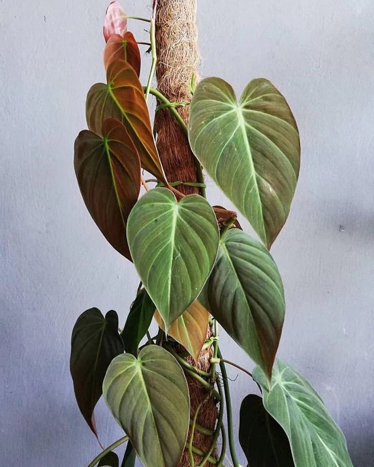 Philodendron Hederaceum var. Hederaceum 'Micans' (Velvet Leaf Philodendron)