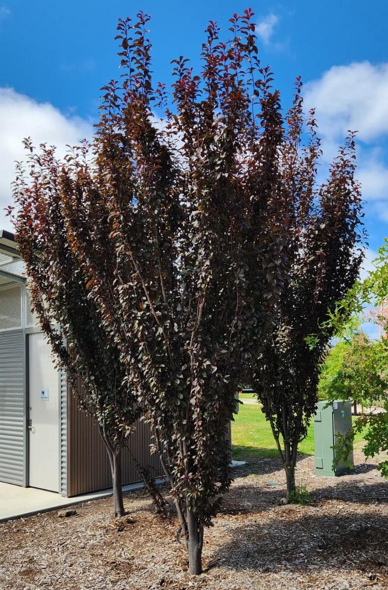 Prunus cerasifera ‘Nigra Fastigiata’ (Upright Purple Leaf Cherry Plum)