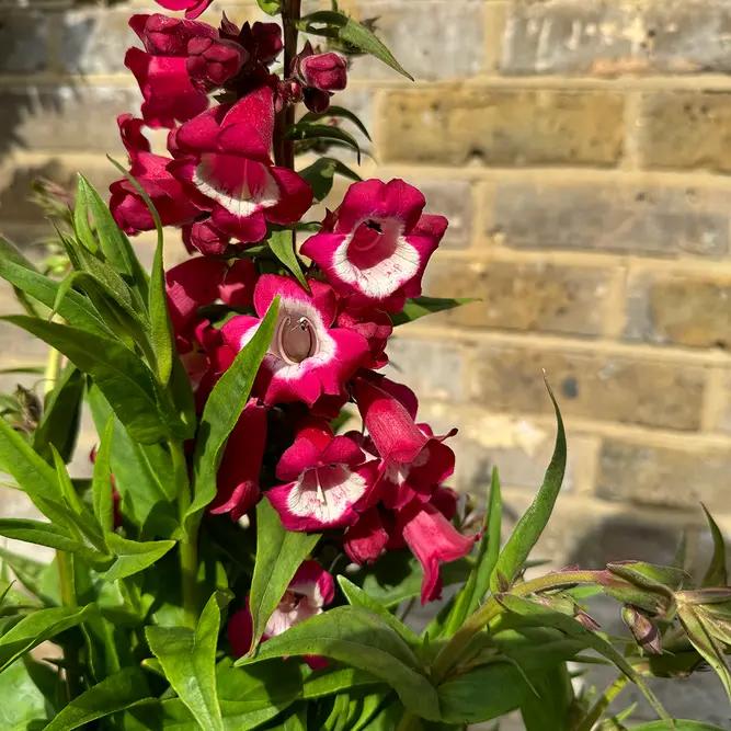 Penstemon ‘Phoenix™ Magenta’ (Beardtongue)