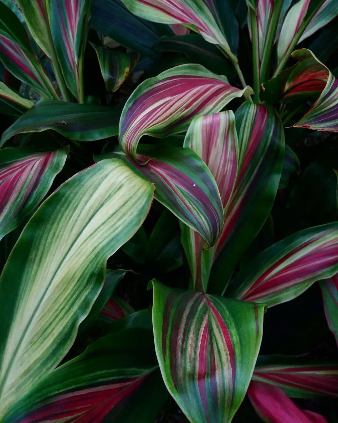 Cordyline Fruticosa ‘Hawaiian Flag’ (Hawaiian Flag Ti Plant)
