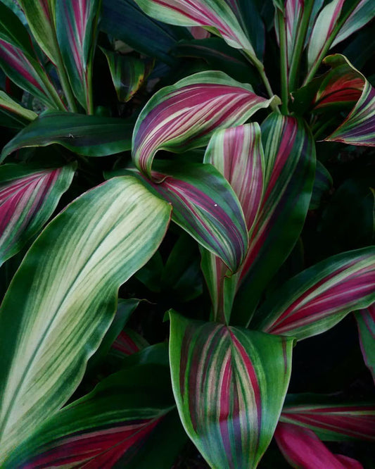 Cordyline Fruticosa ‘Hawaiian Flag’ (Hawaiian Flag Ti Plant)