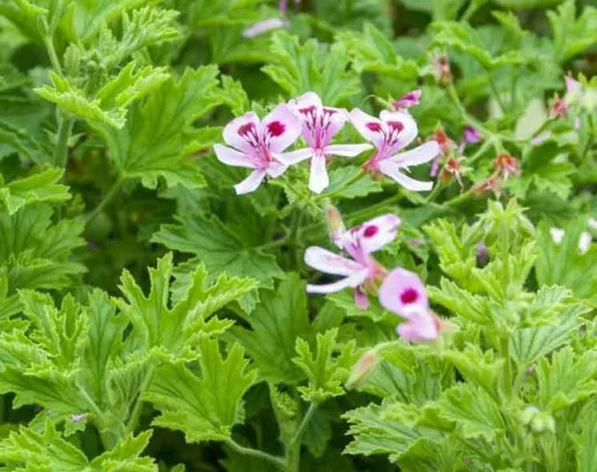 Geranium Pelargonium citrosum – Citronella Geranium