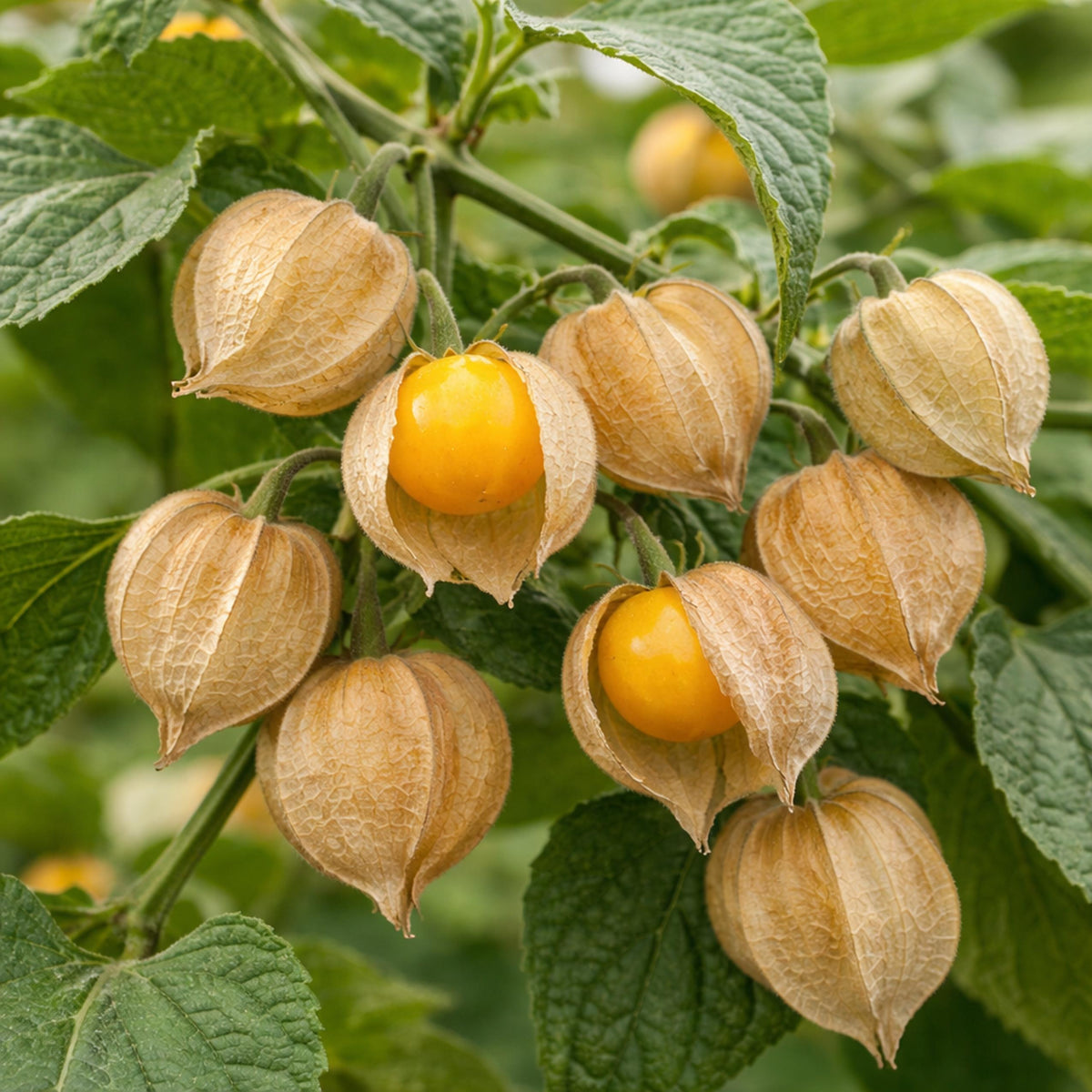 Physalis Peruviana 'Golden Nugget' (Golden Nugget Cape Gooseberry)