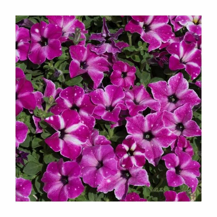 Petunia ‘Circus Sky’