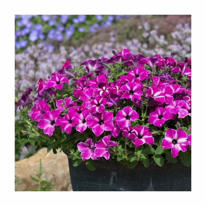 Petunia ‘Circus Sky’