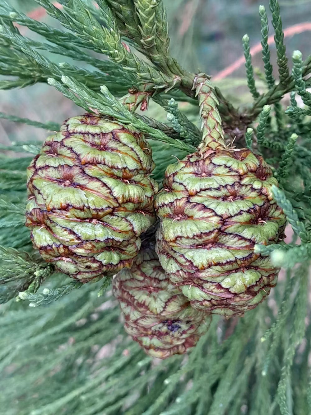 Sequoiadendron Giganteum (Giant Sequoia)