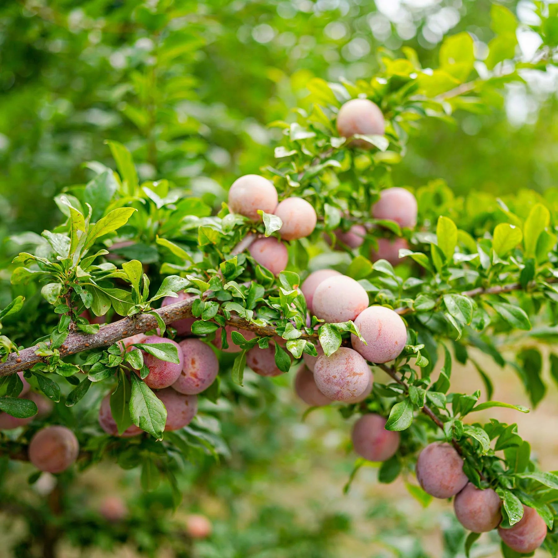 Prunus Hybrid ‘Spring Satin’ (Spring Satin Plumcot)