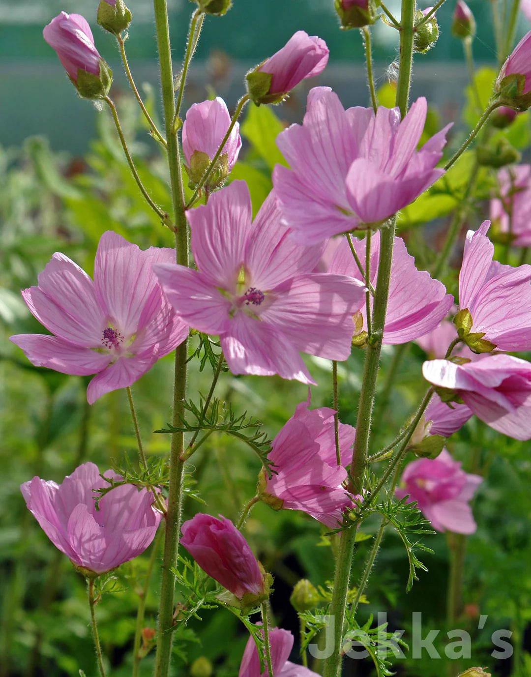 Malva Moschata (Pink Musk Mallow)