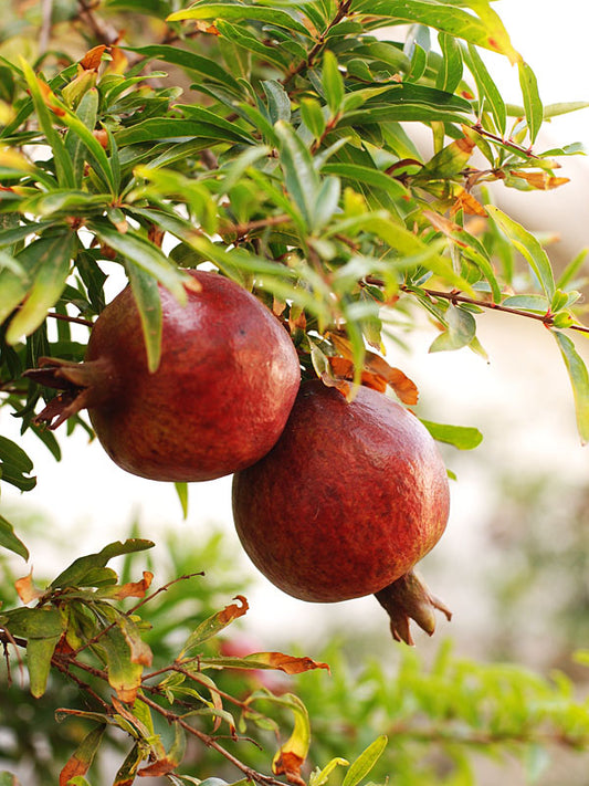 Punica granatum (Angel Red)