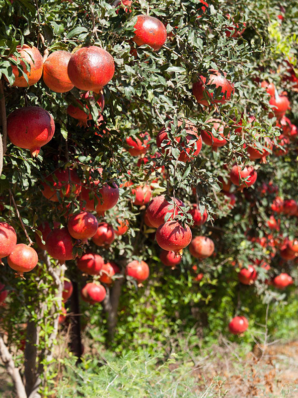 Punica granatum (Angel Red)