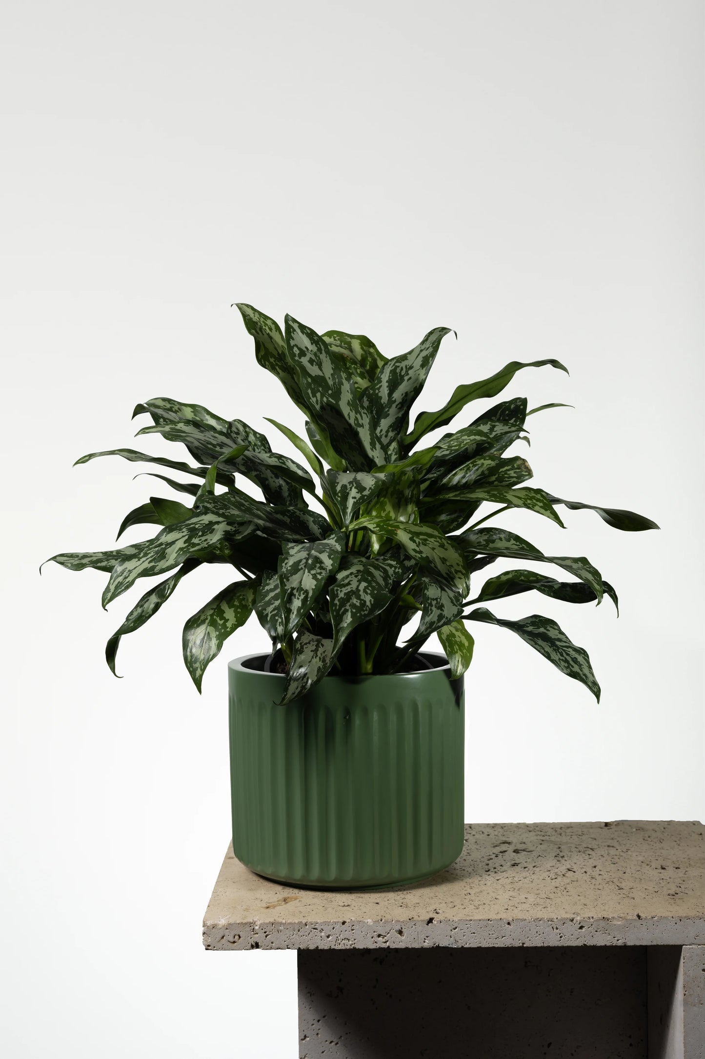 Aglaonema 'Emerald Beauty' (Chinese Evergreen)