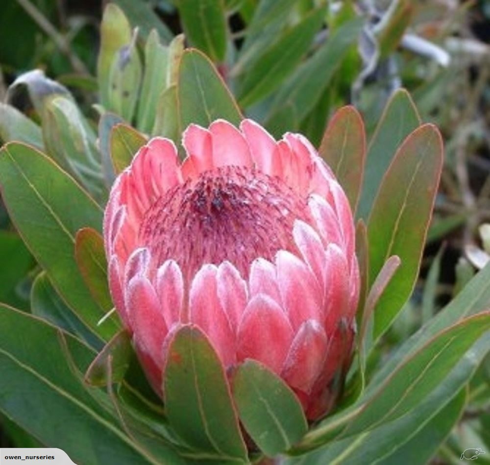Protea ‘Pink Ice’ – Hardy Pink Protea
