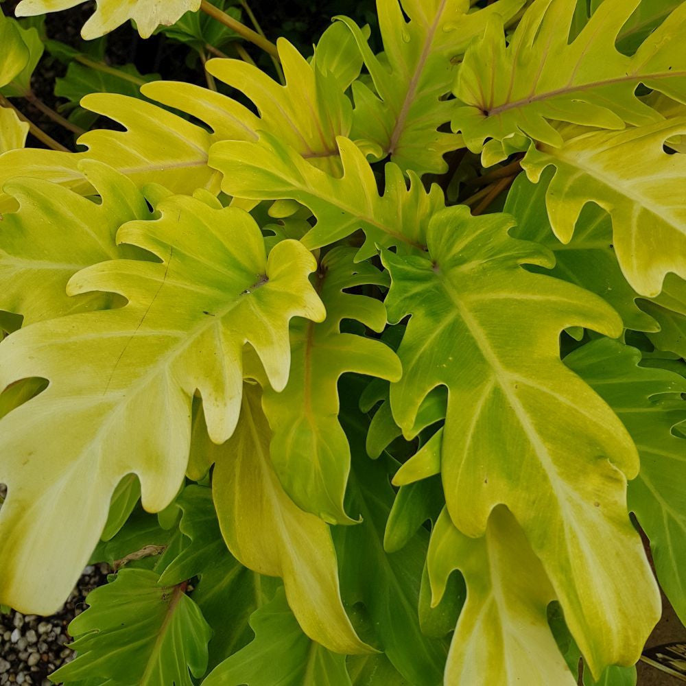 Philodendron ‘Gold Bullion’ (Golden Philodendron)