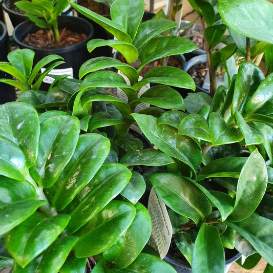 Zamioculcas zamiifolia Zenzi (Dwarf Zanzibar Gem)