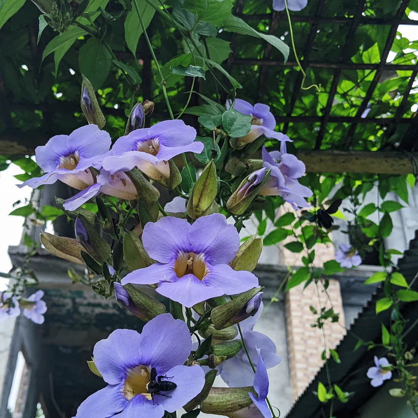 Thunbergia grandiflora (Blue Skyflower)