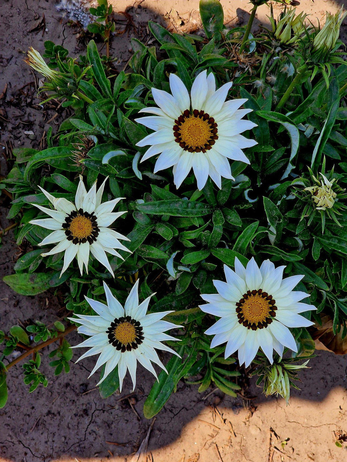 Gazania Rigens ‘White’ (White Gazania)