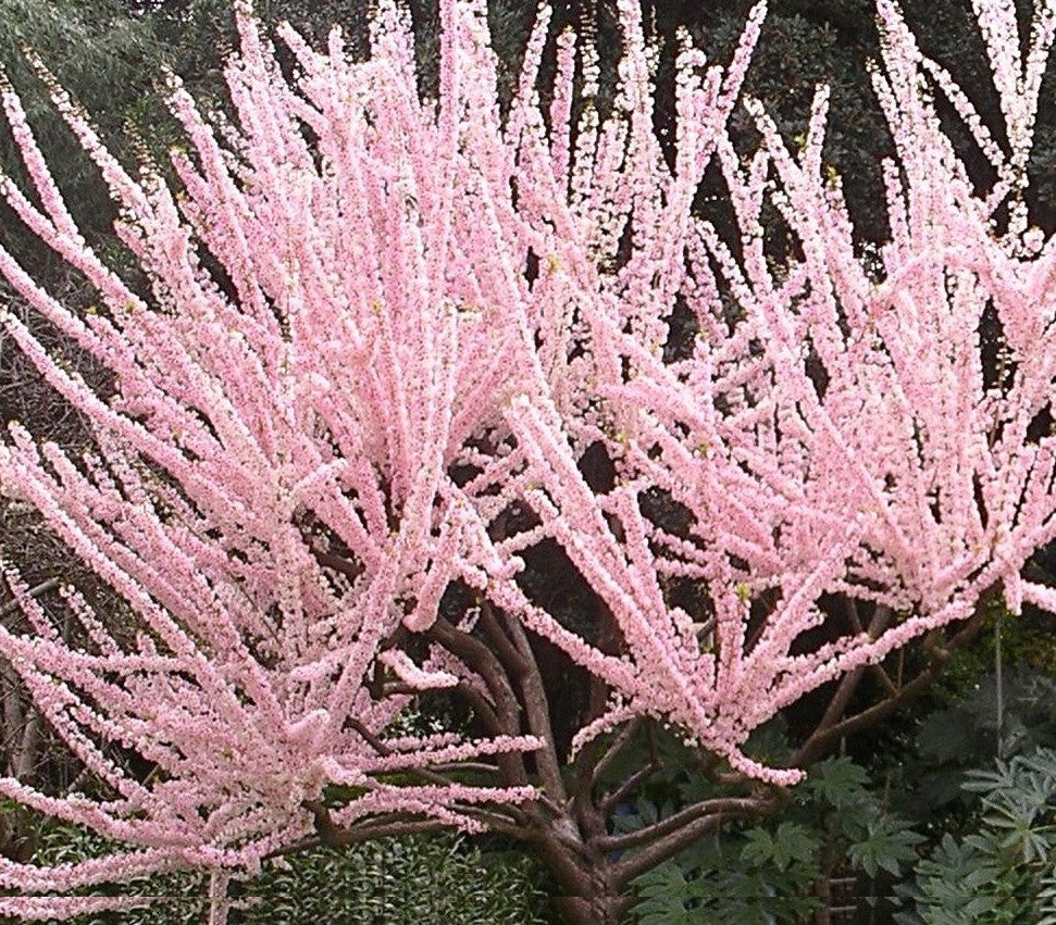 Prunus cerasifera 'Elvins' (Elvins Flowering Plum)