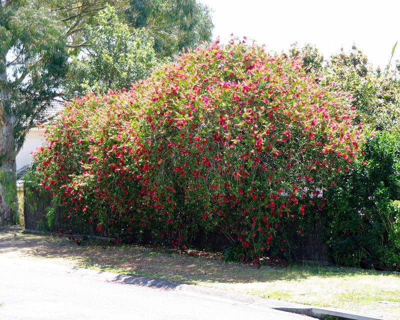 Callistemon Viminalis ‘Prolific’ (Prolific Bottlebrush)
