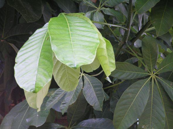 Pachira Insignis (Malabar Chestnut)