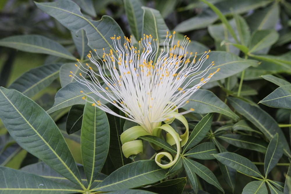 Pachira Insignis (Malabar Chestnut)