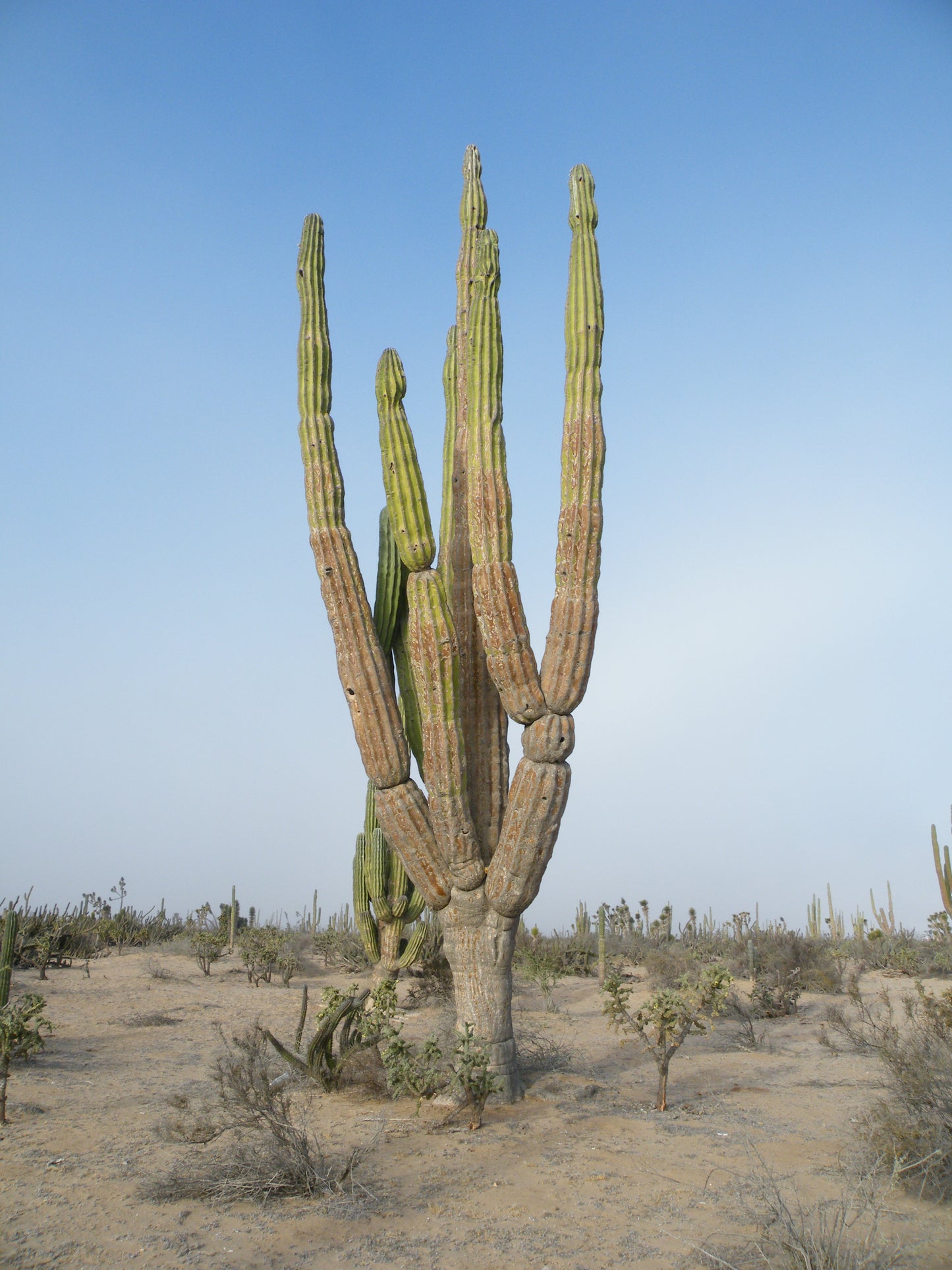 Pachycereus Pringlei (Elephant Cactus)