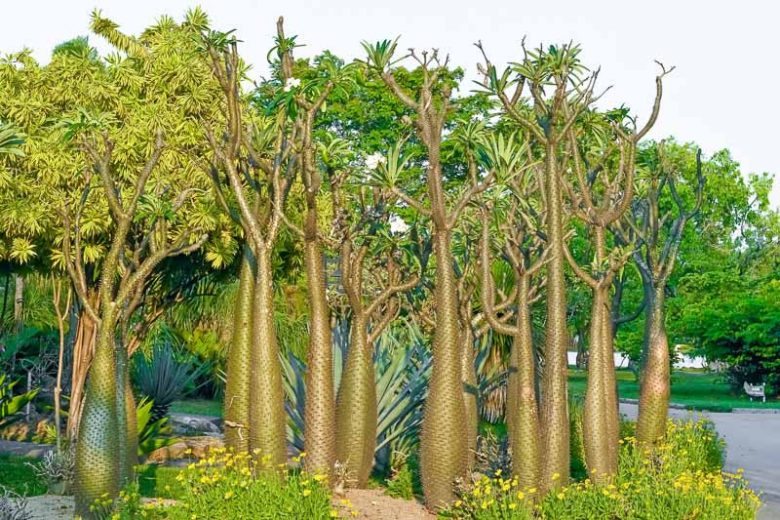 Pachypodium Lamerei (Madagascar Palm)