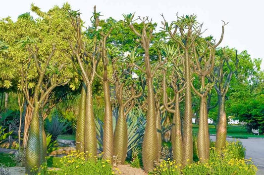 Pachypodium Lamerei (Madagascar Palm)