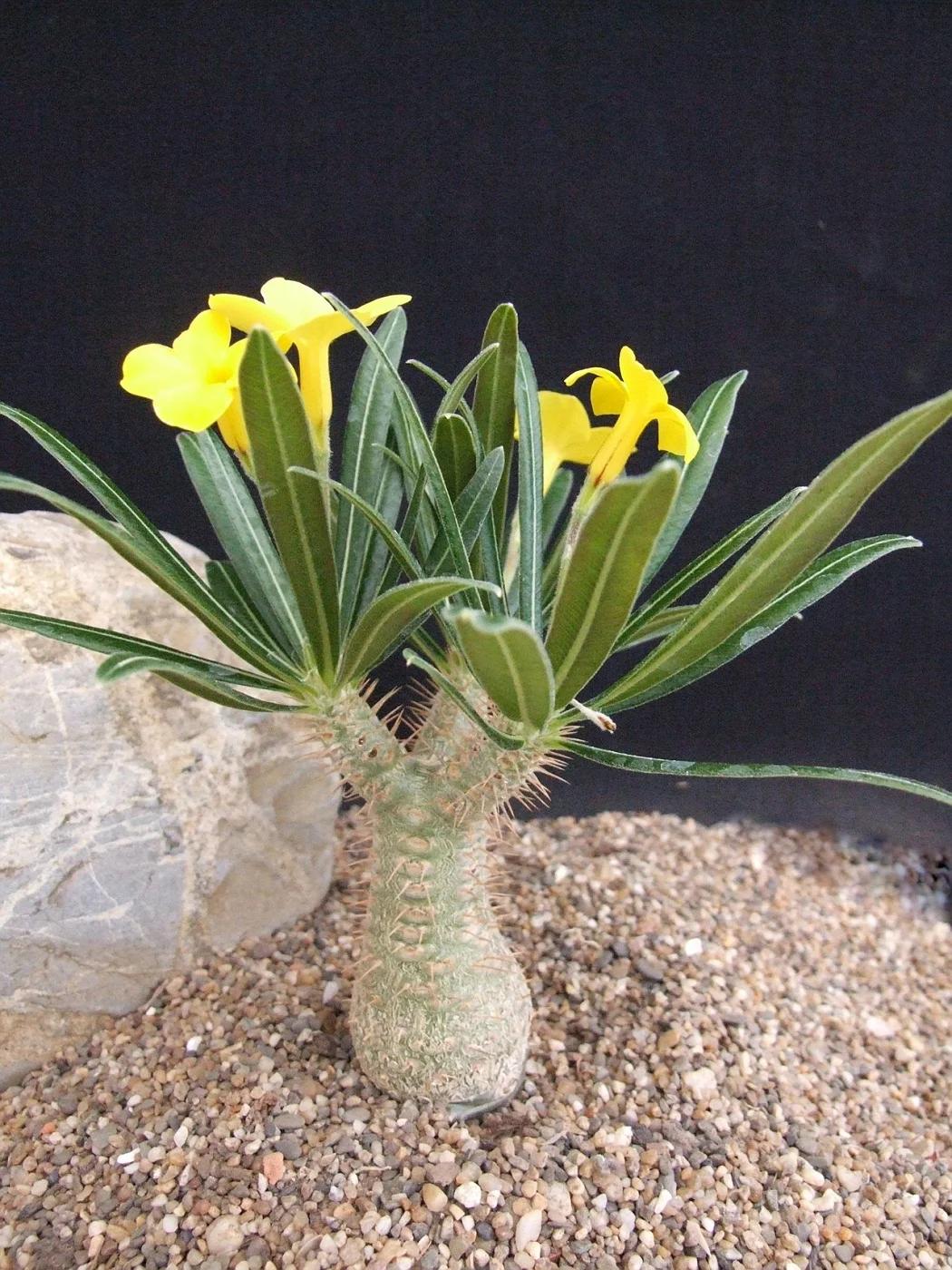 Pachypodium Rosulatum (Elephant’s Foot Plant)