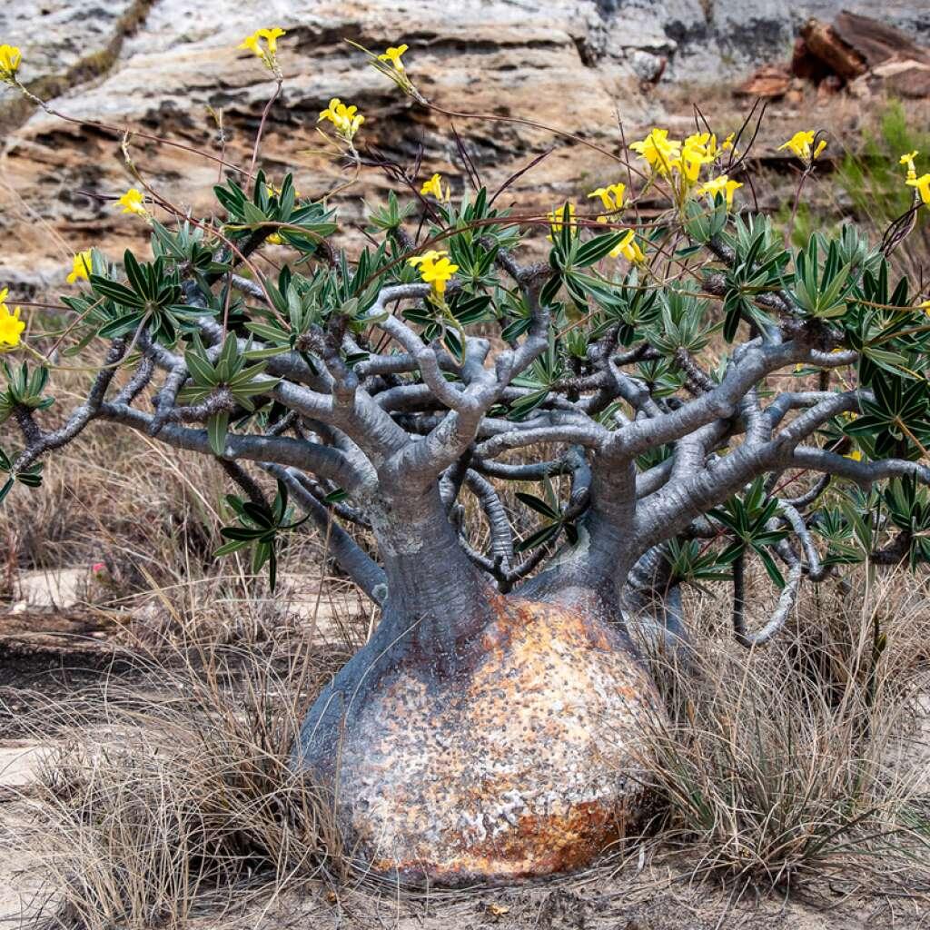 Pachypodium Rosulatum (Elephant’s Foot Plant)