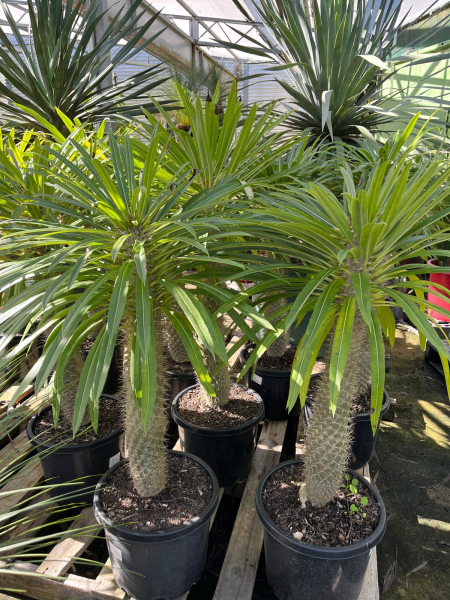 Pachypodium Lamerei (Madagascar Palm)