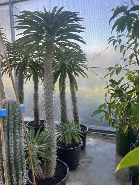 Pachypodium Lamerei (Madagascar Palm)