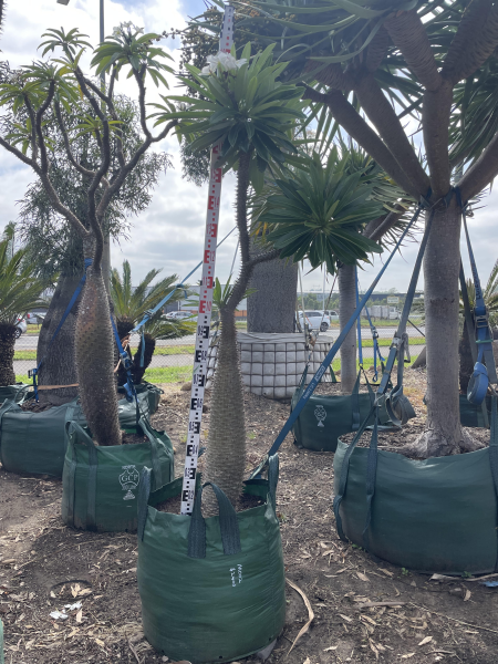 Pachypodium Lamerei (Madagascar Palm)