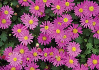Brachyscome ‘Pacific Reef’ (Ramboreef Daisy)