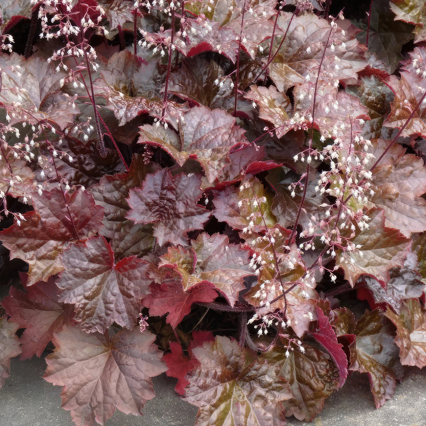 Heuchera Micrantha 'Palace Purple' (Palace Purple Coral Bells)