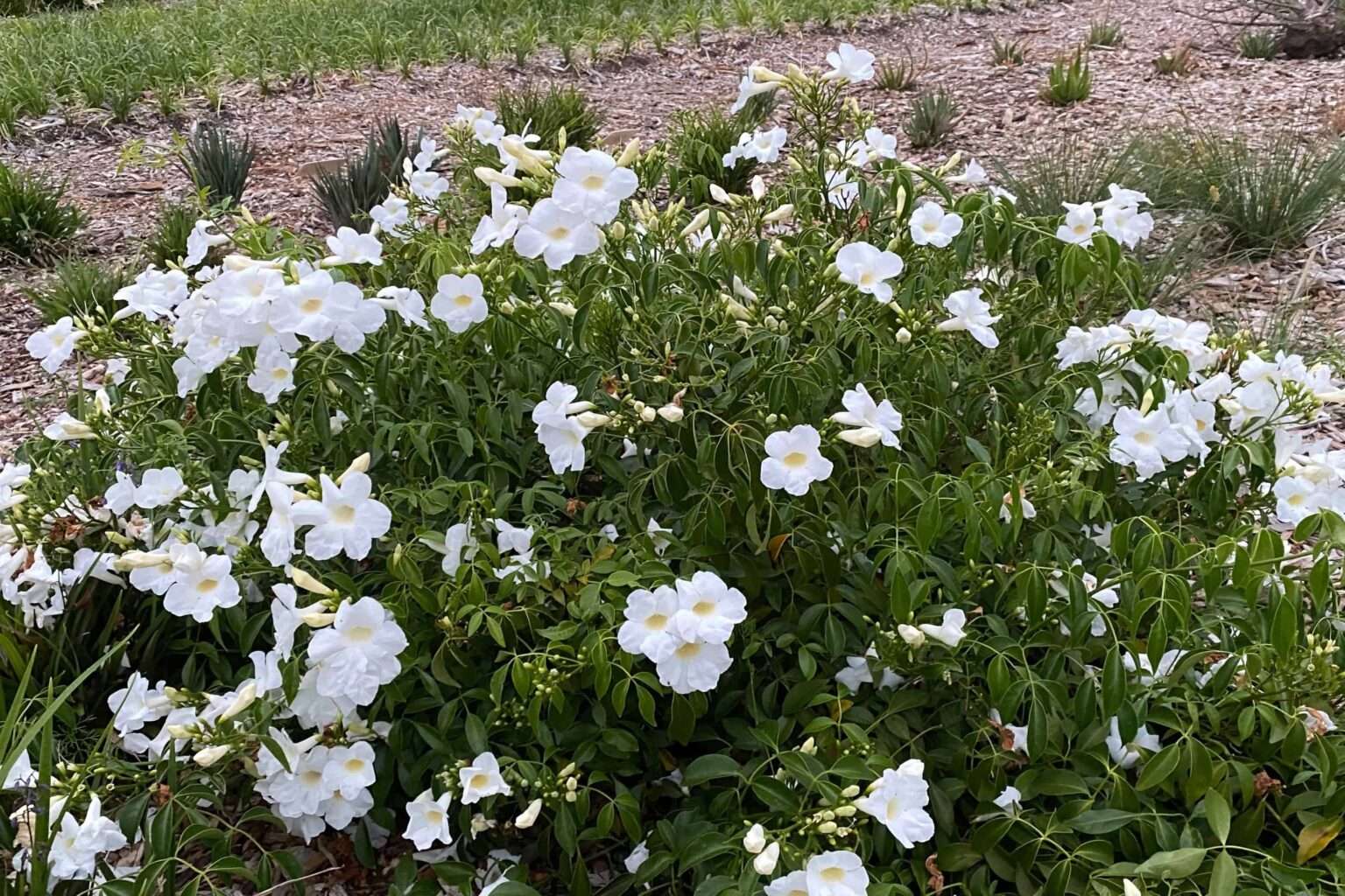 Pandorea jasminoides (PJ01) ‘Ozbreed Flat White™’