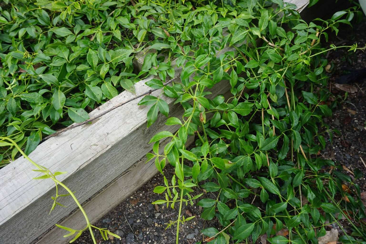 Pandorea jasminoides (PJ01) ‘Ozbreed Flat White™’