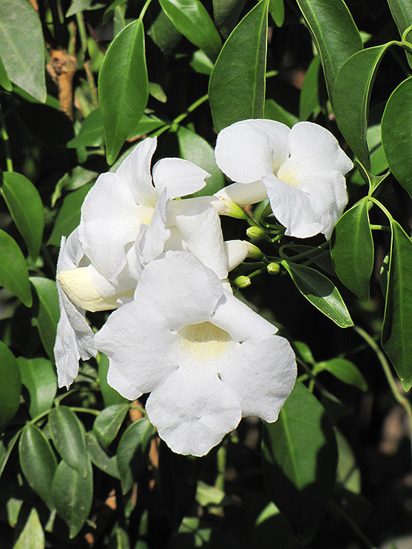 Pandorea Jasminoides ‘Alba’ (Bower Vine)